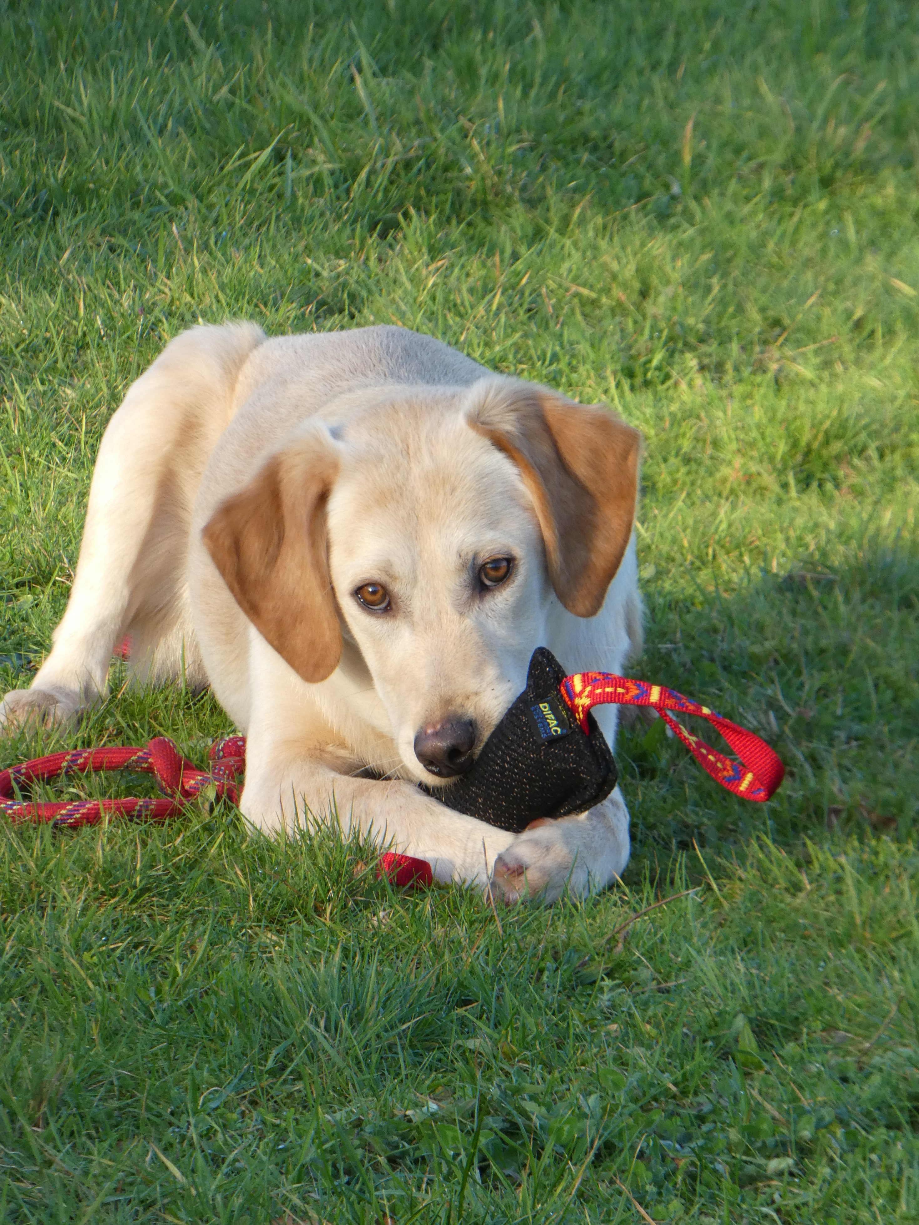 Educateur Canin Nougat
